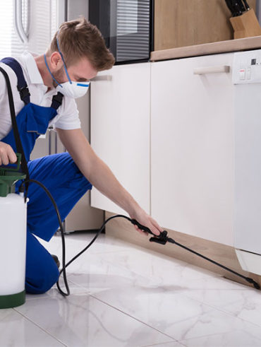 The Best Pest Controllers in Bega
