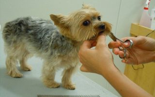 doggie daycare grooming