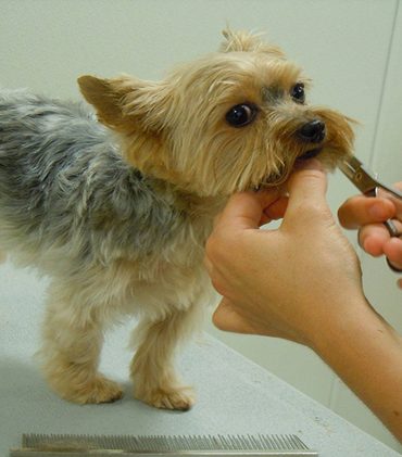 doggie daycare grooming
