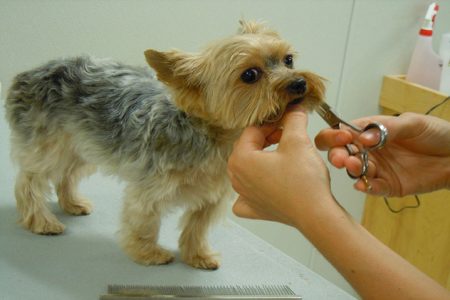 doggie daycare grooming