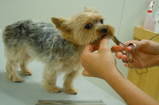 doggie daycare grooming