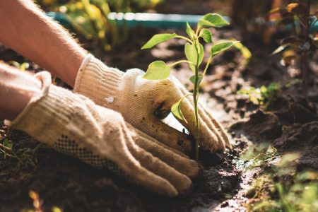 The Benefits of Plants and Landscaping 1 iStock 1161321111
