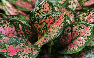 Aglaonema plant