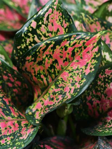 Aglaonema plant