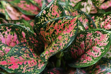 How to Proper Care for Growing And Maintaining Your Aglaonema Plant 1 Aglaonema plant