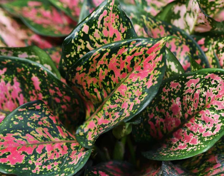 Aglaonema plant