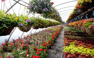 Plant Nursery