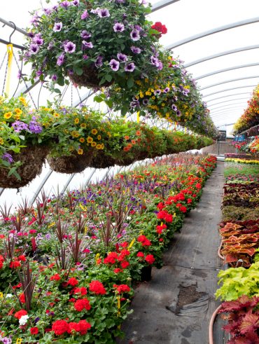 Rows of potted plants at a vibrant plant nursery with green foliage.