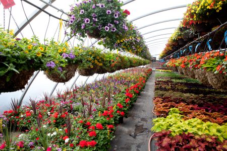 Why Do We Need a Plant Nursery? 1 Plant Nursery