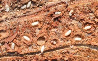 was tun gegen holzwürmer