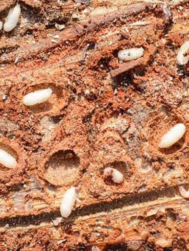 was tun gegen holzwürmer