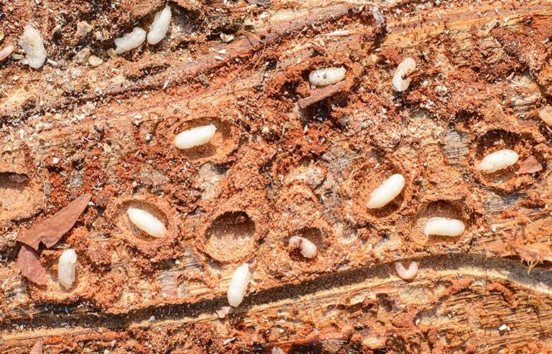 was tun gegen holzwürmer