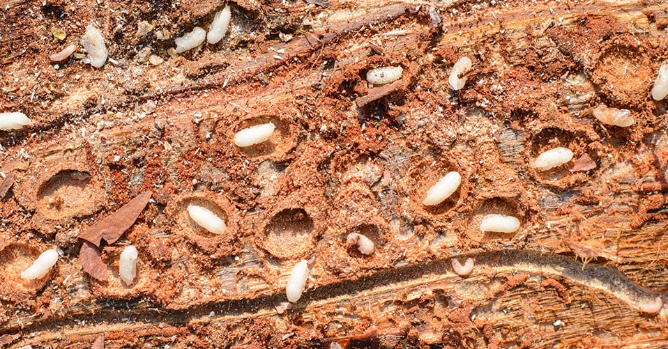 was tun gegen holzwürmer
